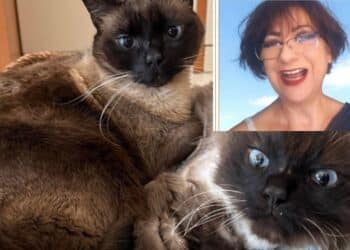 Assemini, i gatti di Paola Cao cercano casa: appello del figlio Jacopo per Miró e Dalì