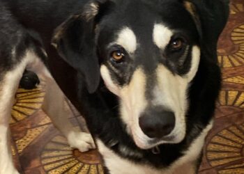 Serrenti, lotta al randagismo e sensibilizzazione verso gli animali d’affezione