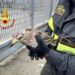 Monserrato, occhione resta intrappolato nella rete del campo sportivo: salvato dai vigili del fuoco