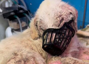 Orrore nelle campagne di Dolianova: recuperato un cagnolone in fin di vita, non mangia e non beve da molto tempo