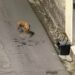Cani liberi durante la notte massacrano i gatti a Sestu, residenti preoccupati: “E se fosse stato un bambino?”