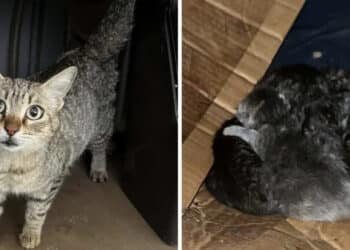 Radio Zampetta Sarda, stallo per mamma gatta e i suoi cuccioli