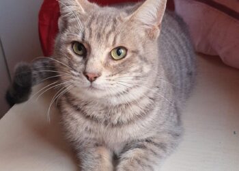 Radio Zampetta Sarda: adozione del cuore per Tombolino