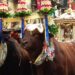 Dermatite bovina, allarme per i buoi di Sant’Efisio: la storica e attesissima festa a rischio stravolgimenti