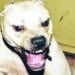 Pitbull aggressivi attaccano nuovamente a Sinnai e Oristano