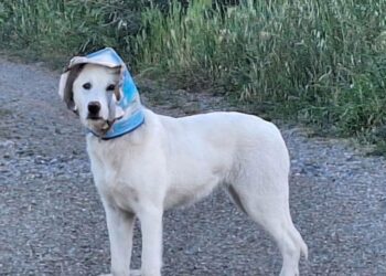 Carbonia, la città si mobilita per salvare un cane con un barattolo incastrato nella testa