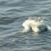 Quartu Sant’Elena, una Caretta caretta rinvenuta morta nel litorale