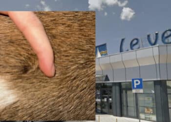 Quartucciu, cane di grossa taglia azzanna un altro quattrozampe al centro commerciale, la padrona: “Non si può continuare così”