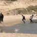 Ancora sbarchi nell’isola: un barchino con a bordo una decina di uomini è approdato a Cala Cipolla (VIDEO)