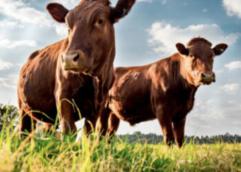 Dermatite bovina, nessun nuovo contagio nell’Isola: “Probabili casi isolati”