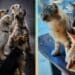 Sos a Radio Zampetta Sarda: evitiamo il canile e il gattile ai pelosetti di Alessandra