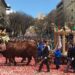 Cagliari, col fiato sospeso per Sant’Efisio: oggi il verdetto finale sull’uso dei buoi in processione