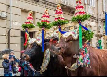 Sant’Efisio, il verdetto sui buoi in processione è previsto per oggi: attesa e polemiche