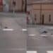 San Gavino Monreale,”Tom e Jerry” tra le vie del paese: grossi topi mettono ko i gatti del quartiere