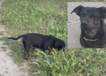 Morto dopo esser stato picchiato o investito, a Dolianova rabbia e dolore per il piccolo Jack