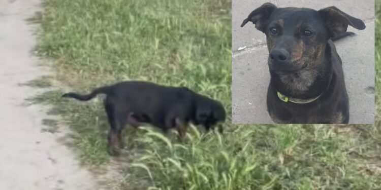 Morto dopo esser stato picchiato o investito, a Dolianova rabbia e dolore per il piccolo Jack