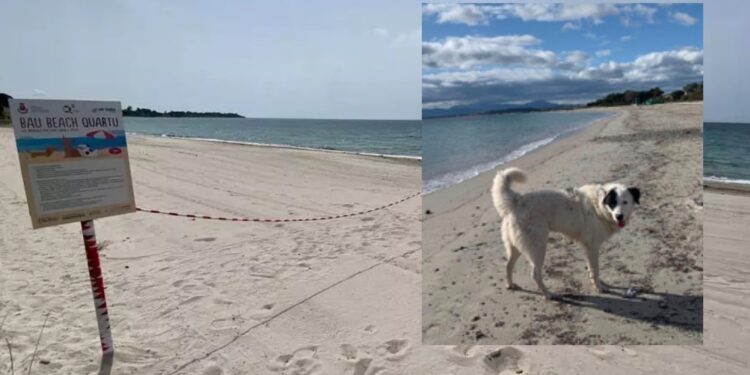 Quartu, la spiaggia dei cani di Margine Rosso si sposta di qualche metro per conciliare benessere animale e tutela ambientale