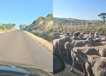 Buche, segnaletica orizzontale assente e pecore al pascolo: viaggi della speranza sulla Sp 36