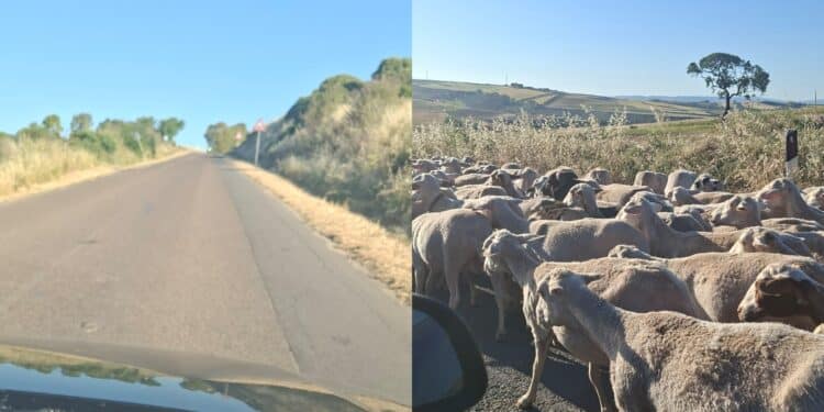 Buche, segnaletica orizzontale assente e pecore al pascolo: viaggi della speranza sulla Sp 36