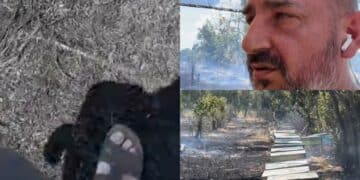 San Sperate, scalzi in mezzo al fuoco per salvare le api