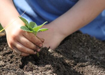 Quartu, orti didattici in diversi plessi scolastici e un orto collettivo in un terreno confiscato