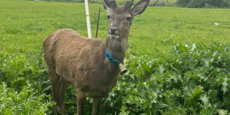 Castiadas, cerbiatto accudito da una famiglia gironzola in paese ma non tutti lo vogliono