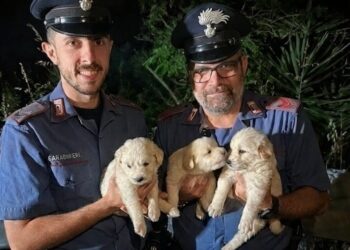 Iglesias, abbandonati in un sacco lungo la Ss 130: tre cuccioli di maremmano salvati dai carabinieri