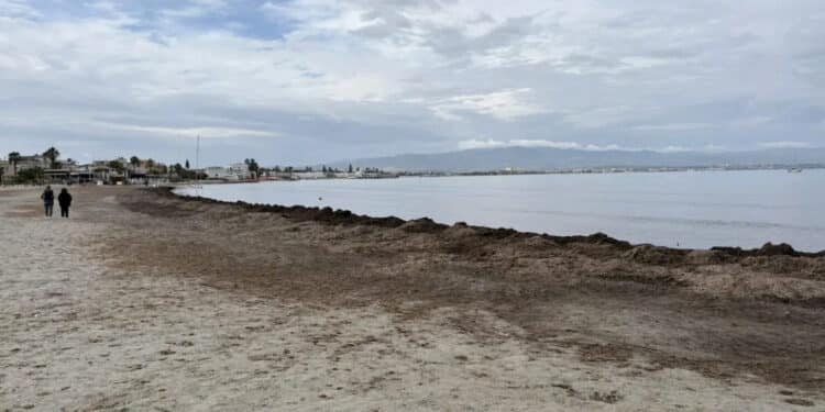 Poetto, l’esperto chiede al Comune di non rimuovere la Posidonia: “È la difesa naturale contro l’erosione”