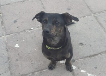 Dolianova, ancora violenza contro gli animali: cagnolino mascotte del paese barbaramente picchiato e ucciso
