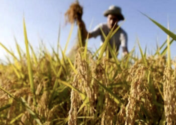 Villasor, silos colmi di grano invenduto e agricoltori in ginocchio: “Il prossimo anno rinunciamo ai cereali”