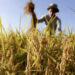 Villasor, silos colmi di grano invenduto e agricoltori in ginocchio: “Il prossimo anno rinunciamo ai cereali”