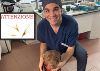 Radio Zampetta Sarda: Il veterinario Gianmarco Pianoci dice tutto sul pericolo forasacco