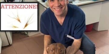 Radio Zampetta Sarda: Il veterinario Gianmarco Pianoci dice tutto sul pericolo forasacco
