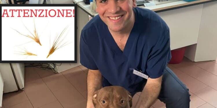 Radio Zampetta Sarda: Il veterinario Gianmarco Pianoci dice tutto sul pericolo forasacco