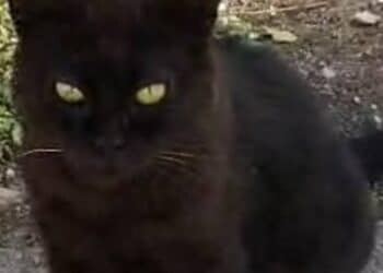 Radio Zampetta Sarda: scomparso gatto nero a Quartu, appello per ritrovarlo