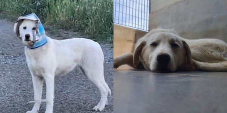 Carbonia, la cagnolina in scatola è finalmente libera: Mellin è ora ospitata in canile e cerca casa