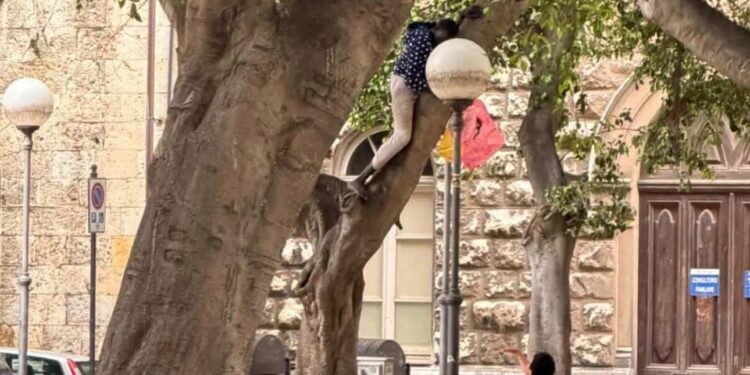 Cagliari, extracomunitario arrampicato su un albero in piazza del Carmine: “Date un titolo a questa foto”