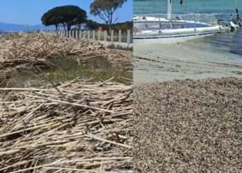 Cagliari: Poetto, la Posidonia fa bene alla spiaggia ma non ai bagnanti