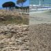 Cagliari: Poetto, la Posidonia fa bene alla spiaggia ma non ai bagnanti