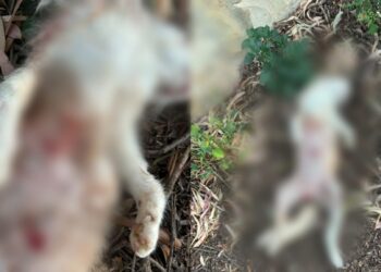 Torre delle Stelle, cani randagi nuovamente all’attacco: ucciso un gatto che veniva accudito da alcuni residenti