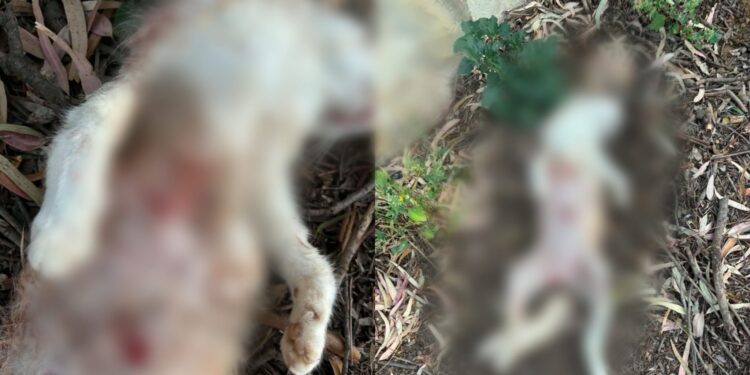 Torre delle Stelle, cani randagi nuovamente all’attacco: ucciso un gatto che veniva accudito da alcuni residenti