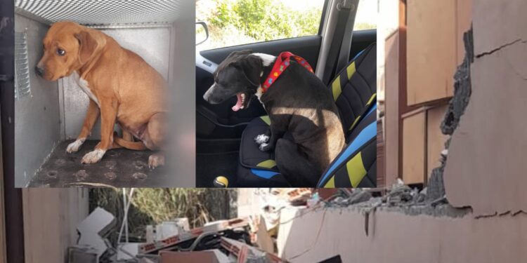 Gara di solidarietà in tutta la Sardegna per i cani che vivevano nella villetta di Terralba andata a fuoco
