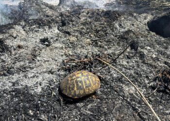 Maracalagonis, nuovo incendio nelle campagne del paese: morte e distruzione vicino ai canneti