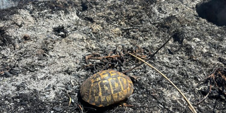 Maracalagonis, nuovo incendio nelle campagne del paese: morte e distruzione vicino ai canneti
