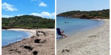 Porto Columbu, il grido d’allarme del Bobo Beach: “Spiaggia sommersa dalla posidonia, così non possiamo lavorare”