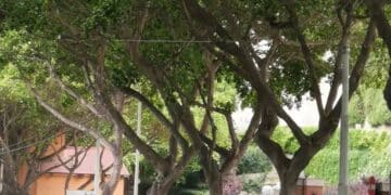 Cagliari, Viale Regina Elena e Terrapieno nel degrado: la denuncia dell’ex consigliera Enrica Anedda Endrich