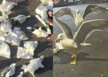 Poetto tra degrado e inciviltà, la denuncia di Ada Lai: rifiuti ovunque nell’area dei “caddozzoni” (VIDEO)