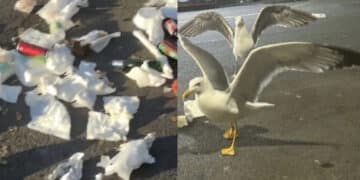Poetto tra degrado e inciviltà, la denuncia di Ada Lai: rifiuti ovunque nell’area dei “caddozzoni” (VIDEO)