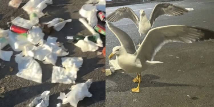 Poetto tra degrado e inciviltà, la denuncia di Ada Lai: rifiuti ovunque nell’area dei “caddozzoni” (VIDEO)